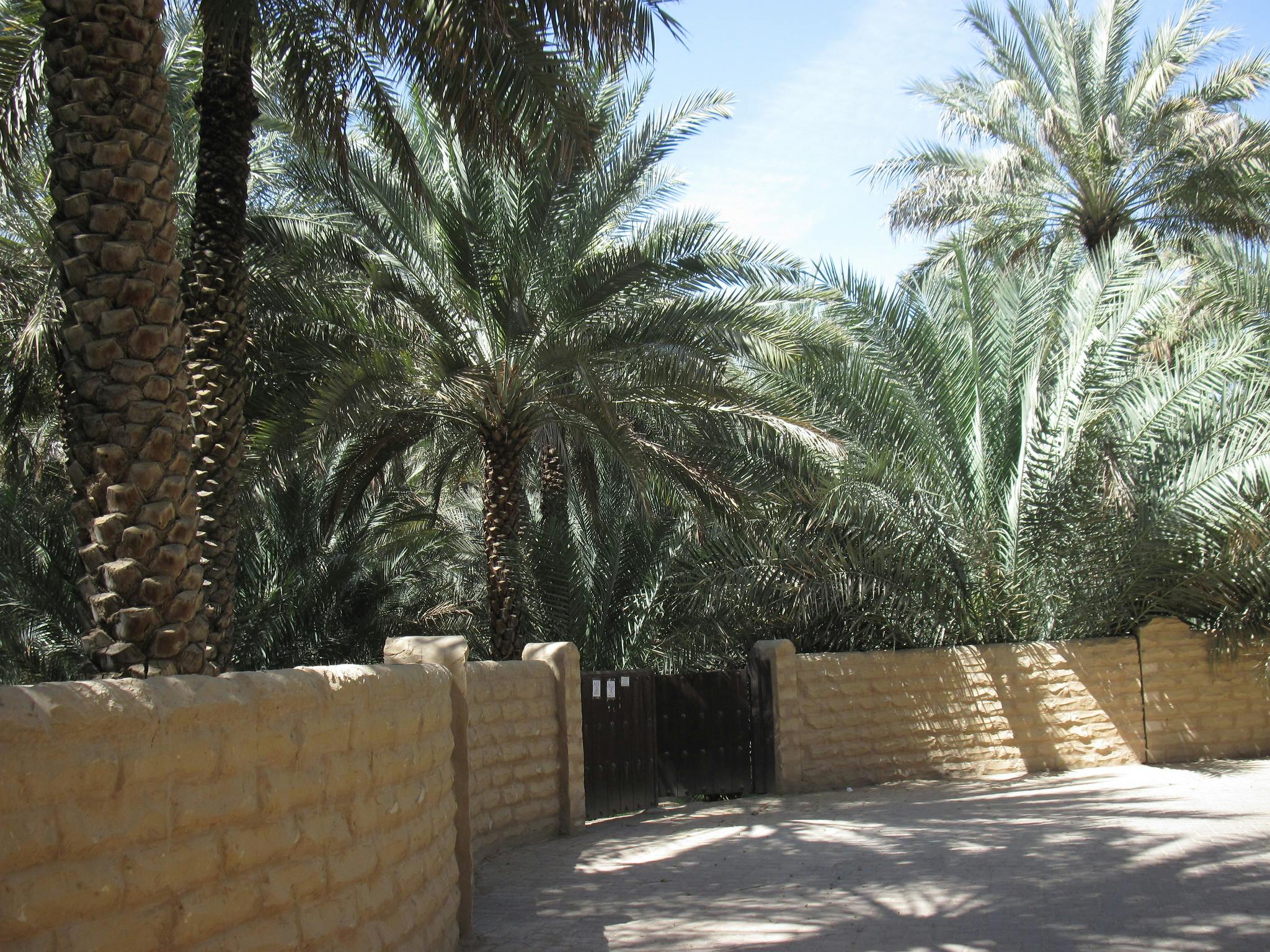 Al Ain Oasis & Camel Market